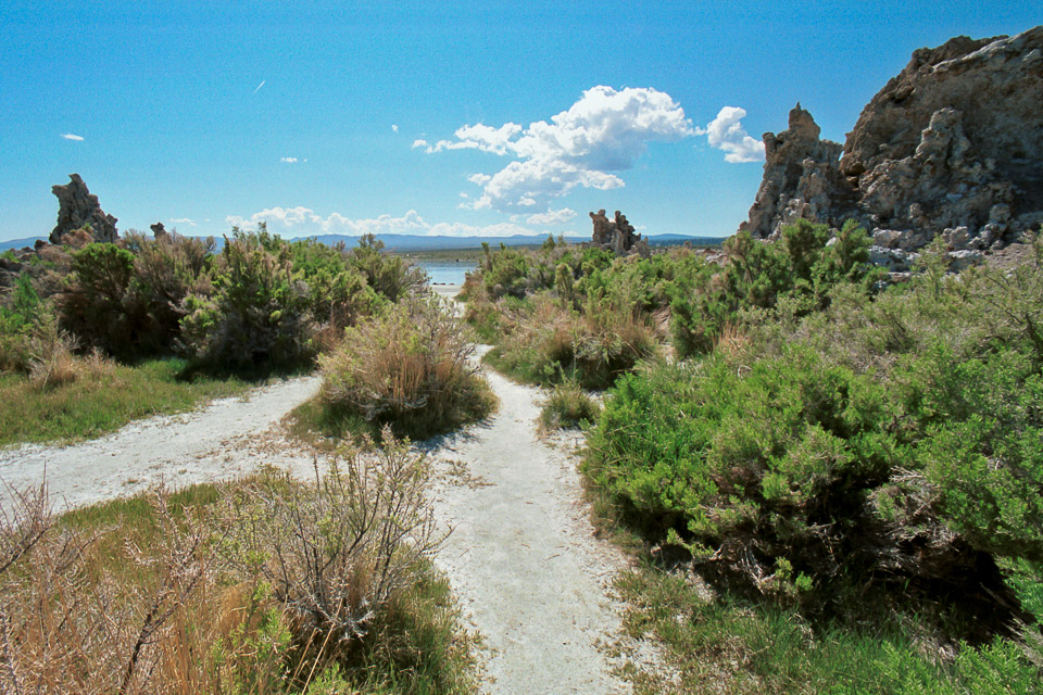 Forked path to Mono Lake