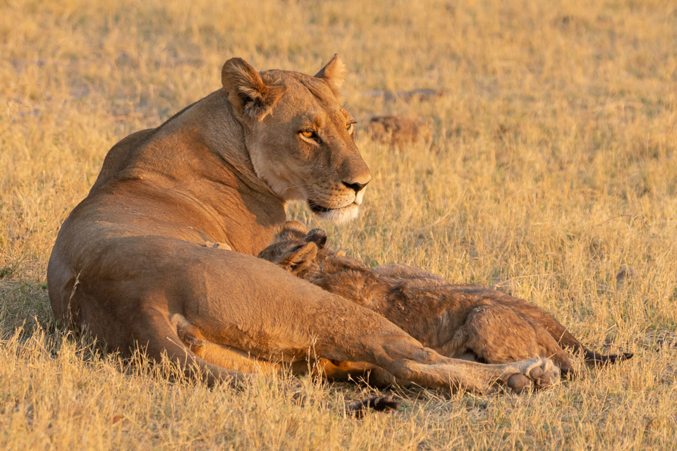 Lioness with cubs
