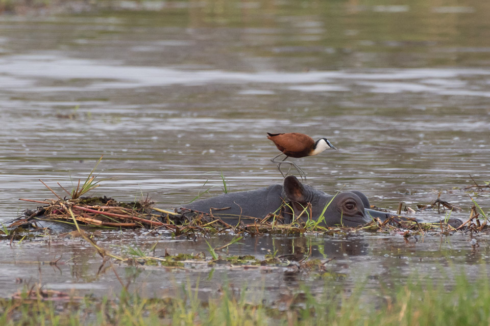 African Jacana on Hippo bridge