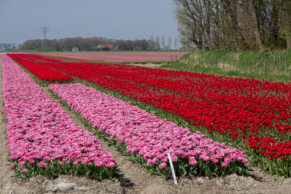 Polder tulips