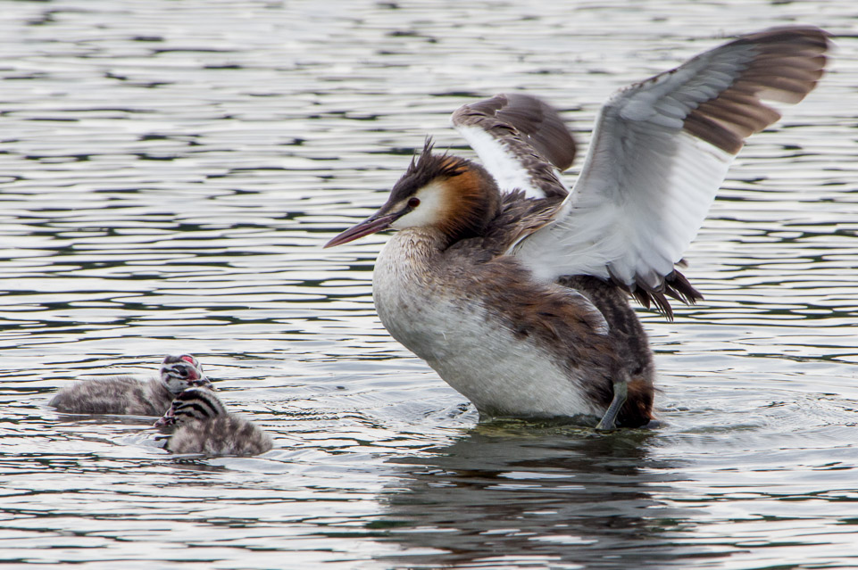 Grebe with young