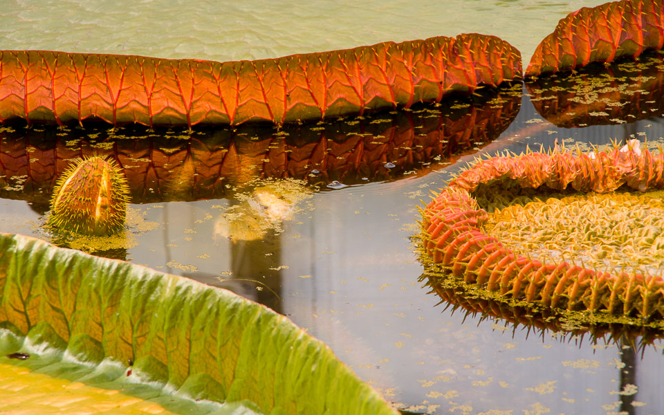 Victoria Amazonica