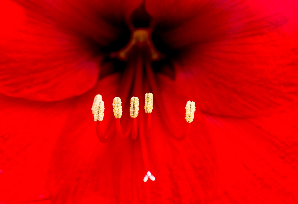 Amaryllis
