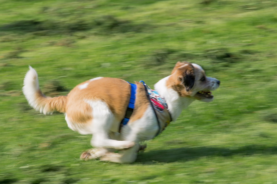 Running Honda
