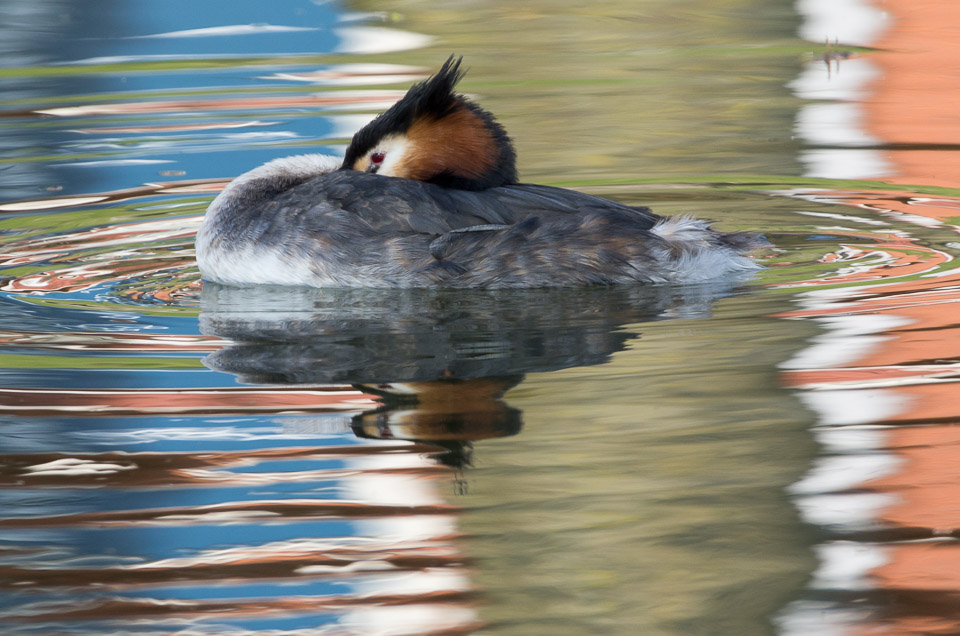 Resting Grebe