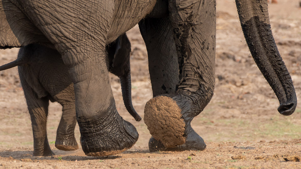 Underfoot, big and small