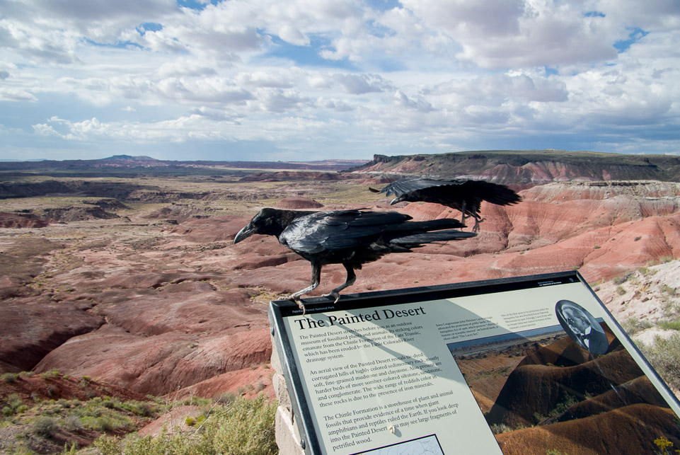 Painted Desert Locals