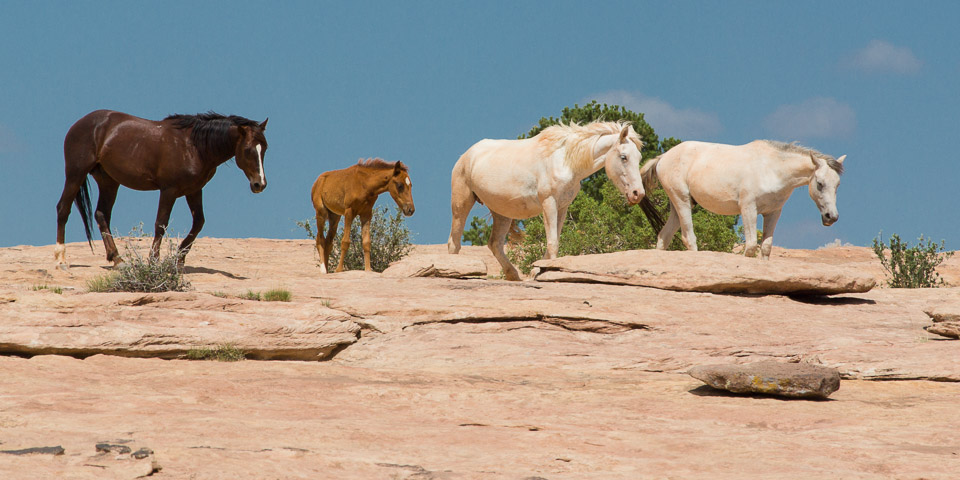 Canyon de Chelly Horses